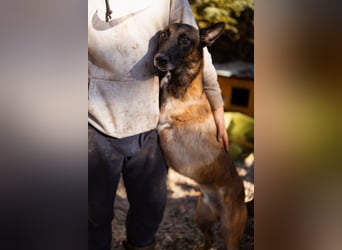 Malinois ♥ Tinki Vinki ♥ sympathischer 3-Bein-Fell-Schatz