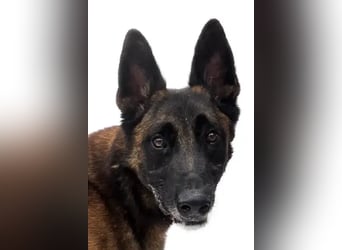 Jabba ❤️ sucht aktives, erfahrenes Zuhause