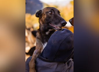 Malinois ♥ Tinki Vinki ♥ sympathischer 3-Bein-Fell-Schatz