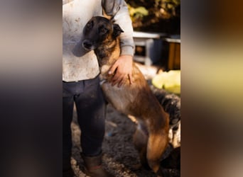 Malinois ♥ Tinki Vinki ♥ sympathischer 3-Bein-Fell-Schatz