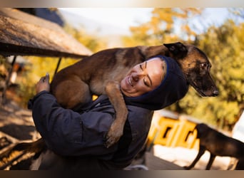 Malinois ♥ Tinki Vinki ♥ sympathischer 3-Bein-Fell-Schatz