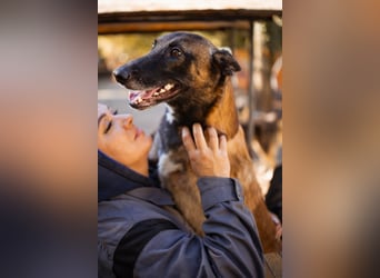 Malinois ♥ Tinki Vinki ♥ sympathischer 3-Bein-Fell-Schatz