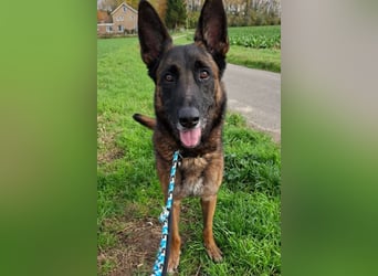 Jabba ❤️ sucht aktives, erfahrenes Zuhause