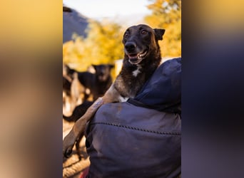 Malinois ♥ Tinki Vinki ♥ sympathischer 3-Bein-Fell-Schatz