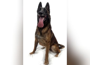 Jabba ❤️ sucht aktives, erfahrenes Zuhause