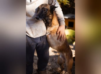 Malinois ♥ Tinki Vinki ♥ sympathischer 3-Bein-Fell-Schatz
