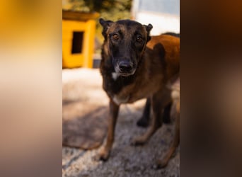 Malinois ♥ Tinki Vinki ♥ sympathischer 3-Bein-Fell-Schatz