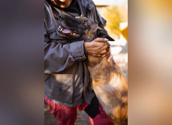 Malinois ♥ Tinki Vinki ♥ sympathischer 3-Bein-Fell-Schatz