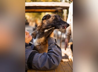 Malinois ♥ Tinki Vinki ♥ sympathischer 3-Bein-Fell-Schatz