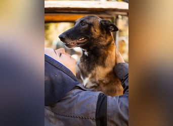 Malinois ♥ Tinki Vinki ♥ sympathischer 3-Bein-Fell-Schatz