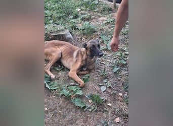 Malinois ♥ Tinki Vinki ♥ sympathischer 3-Bein-Fell-Schatz