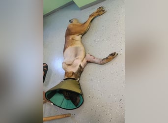 Malinois ♥ Tinki Vinki ♥ sympathischer 3-Bein-Fell-Schatz