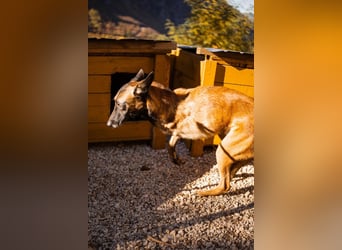 Malinois ♥ Tinki Vinki ♥ sympathischer 3-Bein-Fell-Schatz