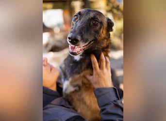 Malinois ♥ Tinki Vinki ♥ sympathischer 3-Bein-Fell-Schatz