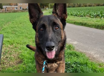 Jabba ❤️ sucht aktives, erfahrenes Zuhause