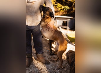 Malinois ♥ Tinki Vinki ♥ sympathischer 3-Bein-Fell-Schatz