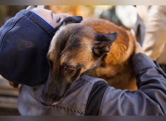 Malinois ♥ Tinki Vinki ♥ sympathischer 3-Bein-Fell-Schatz