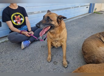 Magia -  Malinois mit großem Herzen