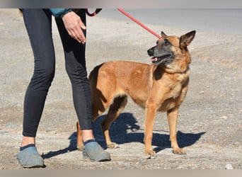 Magia -  Malinois mit großem Herzen
