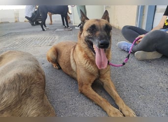 Magia -  Malinois mit großem Herzen