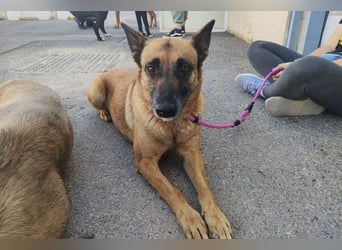 Magia -  Malinois mit großem Herzen