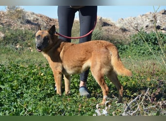Magia -  Malinois mit großem Herzen