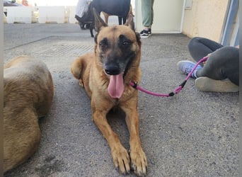 Magia -  Malinois mit großem Herzen
