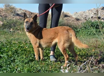 Magia -  Malinois mit großem Herzen