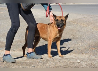 Magia -  Malinois mit großem Herzen