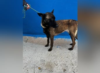 Lila, möchte gerne Einzelprinzessin werden