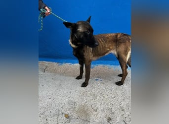 Lila, möchte gerne Einzelprinzessin werden
