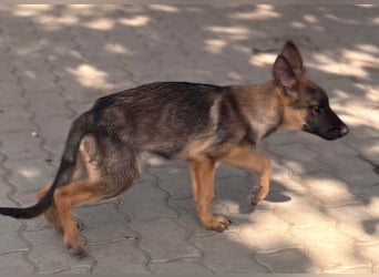 Bonnie, süßes Malinois Welpenmädchen geb. 05/2026