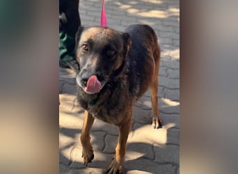 Nina, ruhige, zurückhaltende Malinois Hündin geb. 04/2017