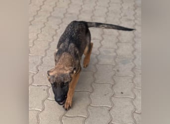 Bonnie, süßes Malinois Welpenmädchen geb. 05/2026