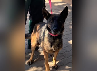 Nina, ruhige, zurückhaltende Malinois Hündin geb. 04/2017