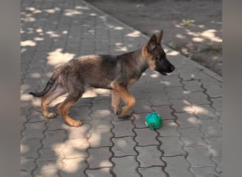 Clyde, süßer, verspielter Malinois Welpe geb. 05/2026