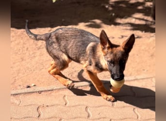 Bonnie, süßes Malinois Welpenmädchen geb. 05/2026