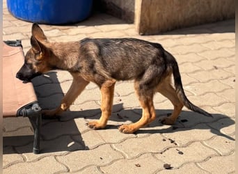 Bonnie, süßes Malinois Welpenmädchen geb. 05/2026