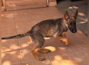 Clyde, süßer, verspielter Malinois Welpe geb. 05/2026