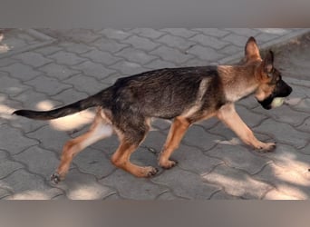 Bonnie, süßes Malinois Welpenmädchen geb. 05/2026