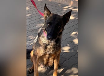 Nina, ruhige, zurückhaltende Malinois Hündin geb. 04/2017