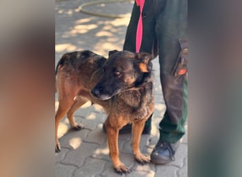 Nina, ruhige, zurückhaltende Malinois Hündin geb. 04/2017