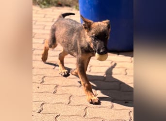 Clyde, süßer, verspielter Malinois Welpe geb. 05/2026