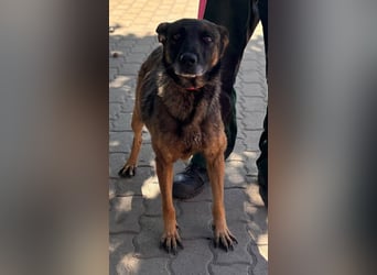 Nina, ruhige, zurückhaltende Malinois Hündin geb. 04/2017