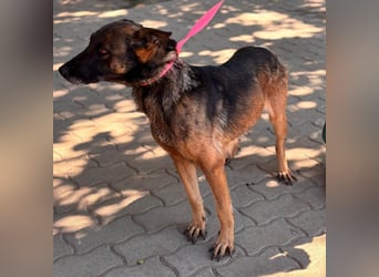 Nina, ruhige, zurückhaltende Malinois Hündin geb. 04/2017
