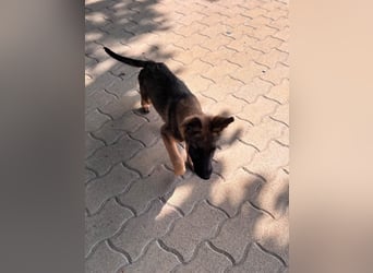 Bonnie, süßes Malinois Welpenmädchen geb. 05/2026