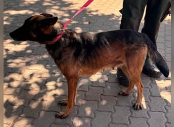 Nina, ruhige, zurückhaltende Malinois Hündin geb. 04/2017