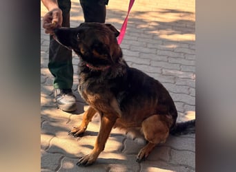 Nina, ruhige, zurückhaltende Malinois Hündin geb. 04/2017