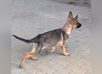Bonnie, süßes Malinois Welpenmädchen geb. 05/2026
