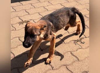 Bonnie, süßes Malinois Welpenmädchen geb. 05/2026